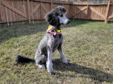 Poodle Club of Canada