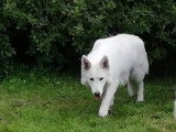 Of the wolf Kingdom