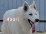 Of the wolf Kingdom