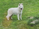 Of the wolf Kingdom