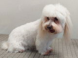 Guizmo, un Bichon Maltais, après sa coupe ciseaux