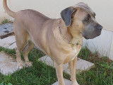 Ô chien paisible