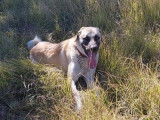 Ô chien paisible