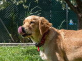 Ô chien paisible