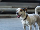 Ô chien paisible