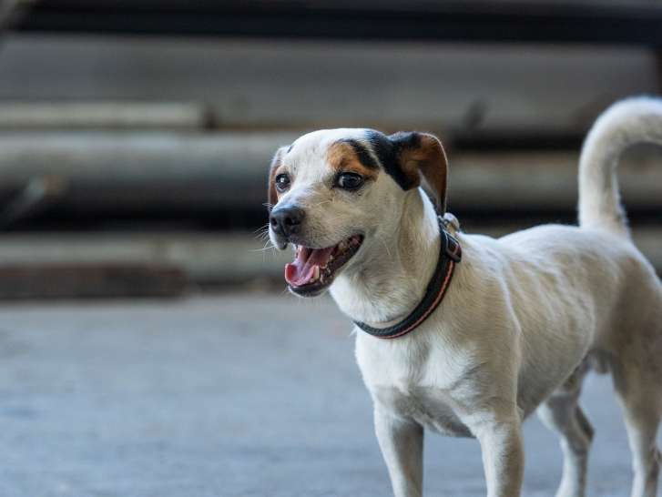 Ô chien paisible