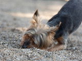 Ô chien paisible