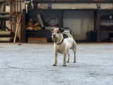 Ô chien paisible