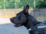 Ô chien paisible