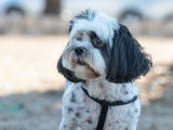 Ô chien paisible