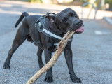 Ô chien paisible