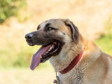 Ô chien paisible