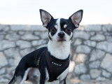 Ô chien paisible