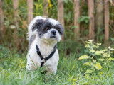 Ô chien paisible