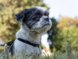 Ô chien paisible