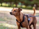 Ô chien paisible