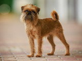 De Sabres