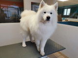 Samoyède