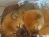 Shiro et Max, les tous premiers bébés Shiba de l'élevage