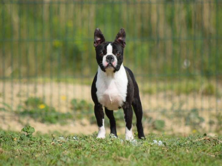 De l'Esquisse Sauvage