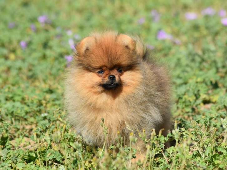 De l'Esquisse Sauvage