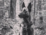 Cool Dog