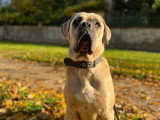 Cool Dog