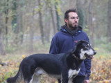 Cool Dog