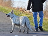 Education chien - marche en laisse