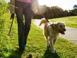 Dog-sitting : promenades et garde à votre domicile