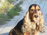De Sandie landes