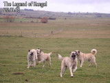 The Legend Of Kangal