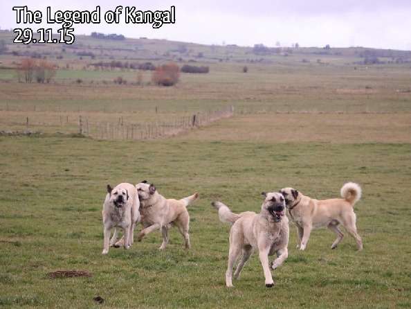 The Legend Of Kangal