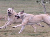 The Legend Of Kangal