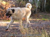 The Legend Of Kangal