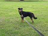 Promeneur de chien 64