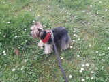 Promenades chien 64