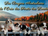 De L'Orée Des Forêts Des Landes