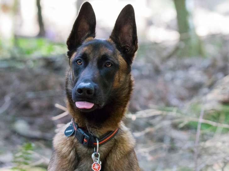 Cohérence canine