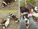 Des Ch'tits bouts chiens