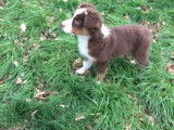 Des Ch'tits bouts chiens