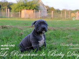 Du Royaume de Baby Dog