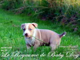 Du Royaume de Baby Dog