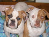 Notorious Street Bulls