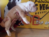 Notorious Street Bulls