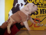 Notorious Street Bulls
