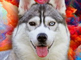 Meïka, Husky