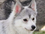 Tala, fille de Meïka, Pomsky F1