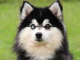 Kenji, Pomsky F1