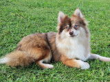 Duc, fils de Tala, Pomsky F2